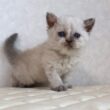 セルカークレックス子猫　Selkirk Rex　2025.12.16産まれ　　ブルーポイント　巻き毛　女の子　シーダキャット猫のお店