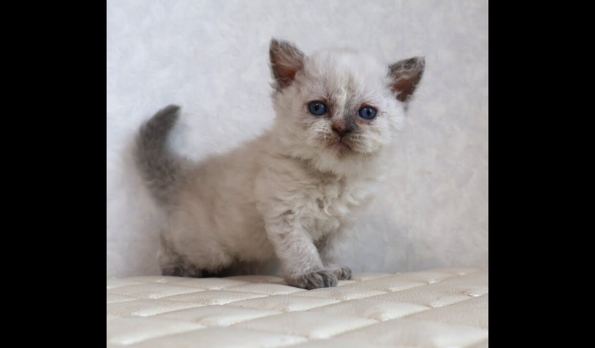 セルカークレックス子猫　Selkirk Rex　2025.12.16産まれ　　ブルーポイント　巻き毛　女の子　シーダキャット猫のお店