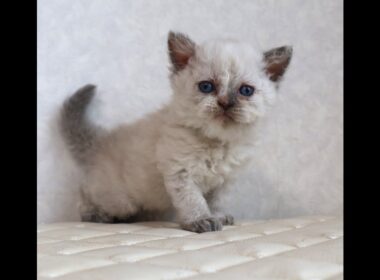 セルカークレックス子猫　Selkirk Rex　2025.12.16産まれ　　ブルーポイント　巻き毛　女の子　シーダキャット猫のお店