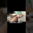 🐱子猫目覚まし、奮闘するも自分が起きれない #cat  #猫  #ねこ  #保護猫 #cute #猫のいる暮らし #子猫 #kitten #shorts  #こねこ