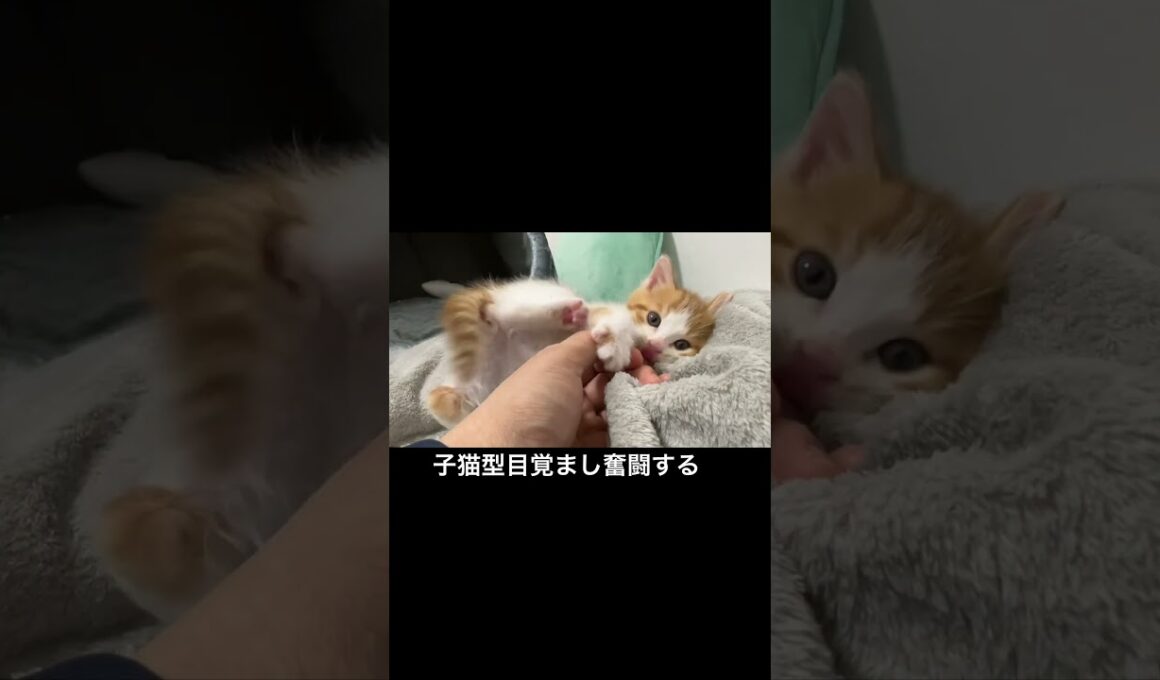 🐱子猫目覚まし、奮闘するも自分が起きれない #cat  #猫  #ねこ  #保護猫 #cute #猫のいる暮らし #子猫 #kitten #shorts  #こねこ