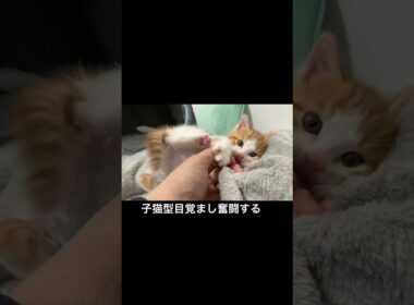 🐱子猫目覚まし、奮闘するも自分が起きれない #cat  #猫  #ねこ  #保護猫 #cute #猫のいる暮らし #子猫 #kitten #shorts  #こねこ