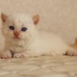 セルカークレックス子猫　Selkirk Rex　2025.12.16産まれ　　クリームポイント　巻き毛　女の子　シーダキャット猫のお店
