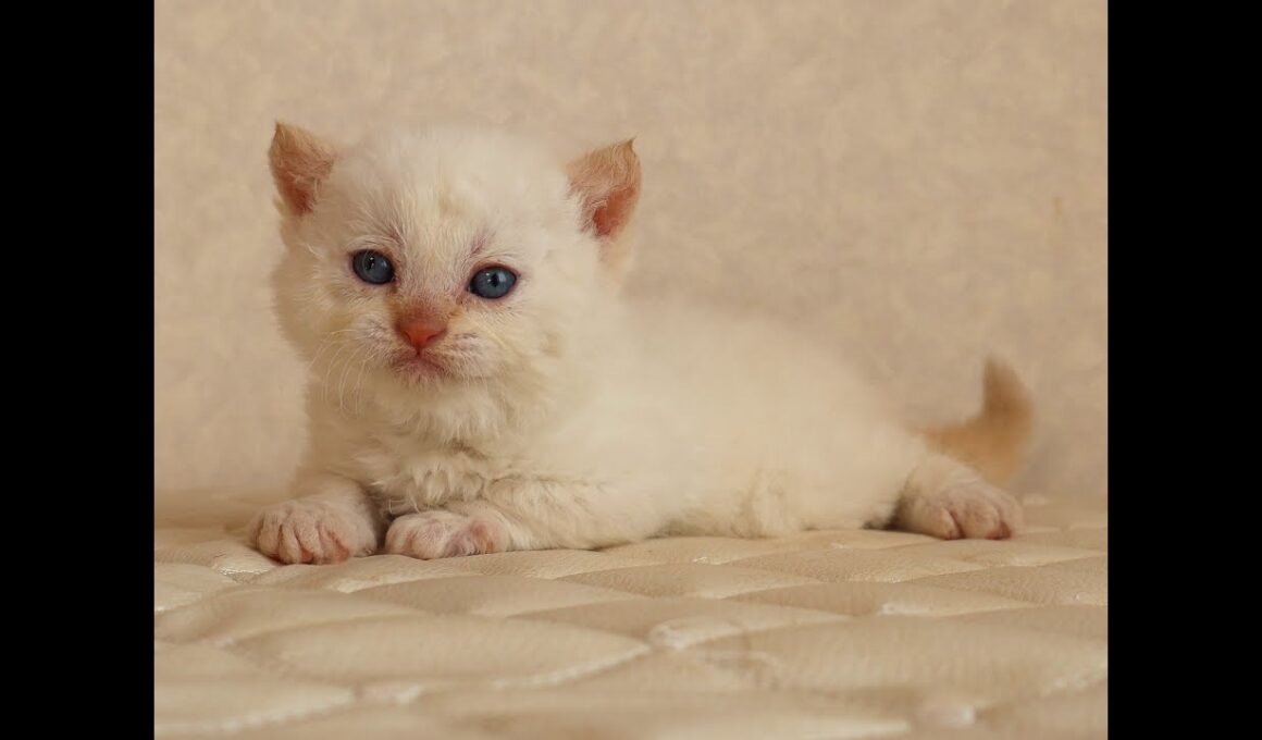 セルカークレックス子猫　Selkirk Rex　2025.12.16産まれ　　クリームポイント　巻き毛　女の子　シーダキャット猫のお店