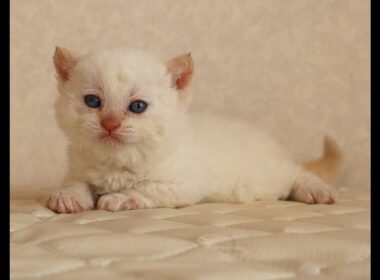 セルカークレックス子猫　Selkirk Rex　2025.12.16産まれ　　クリームポイント　巻き毛　女の子　シーダキャット猫のお店