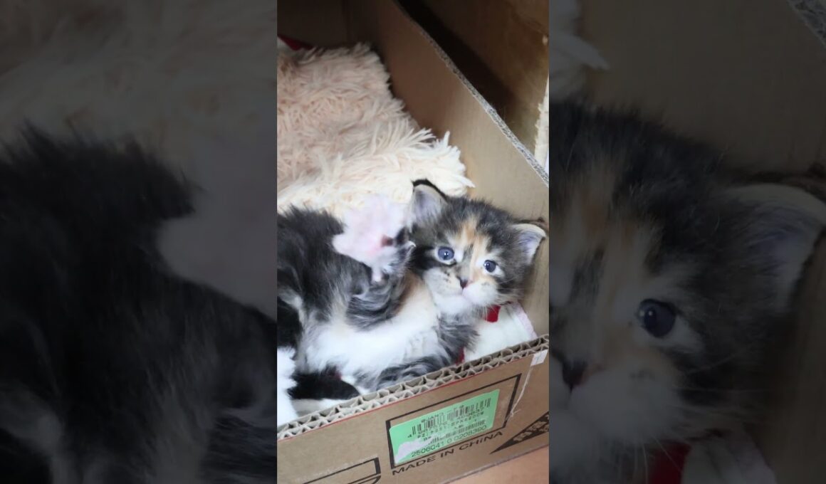 ゴロゴロして可愛いメインクーンの赤ちゃん