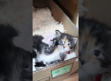 ゴロゴロして可愛いメインクーンの赤ちゃん