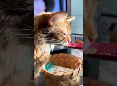 今日は成人の日に乾杯🍻にゃー🐈 #cat #ねこ #猫 #ネコ  #ソマリ #chat