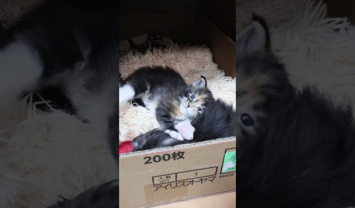 ゴロゴロして可愛いメインクーンの赤ちゃん