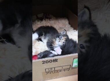 ゴロゴロして可愛いメインクーンの赤ちゃん