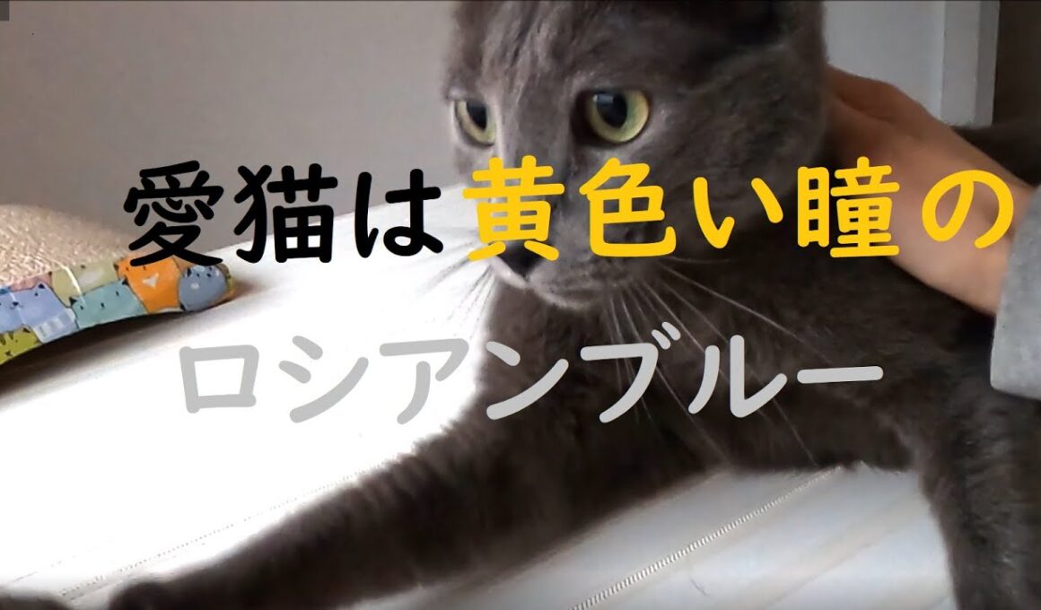 【猫動画】ロシアンブルーなのに目が黄色い？！