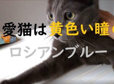 【猫動画】ロシアンブルーなのに目が黄色い？！