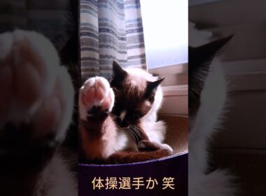 お昼過ぎのシャム猫さん🐾#猫 #ねこ #cat #Shorts