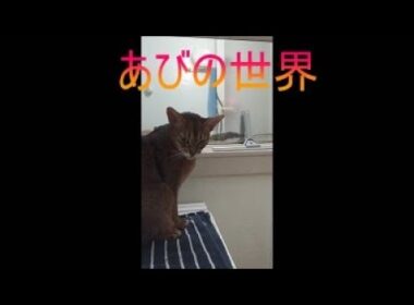 ネコ動画あび＃5641　あびの毎日　アビシニアン　あび