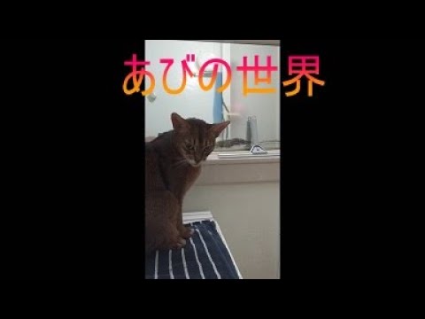 ネコ動画あび＃5641　あびの毎日　アビシニアン　あび