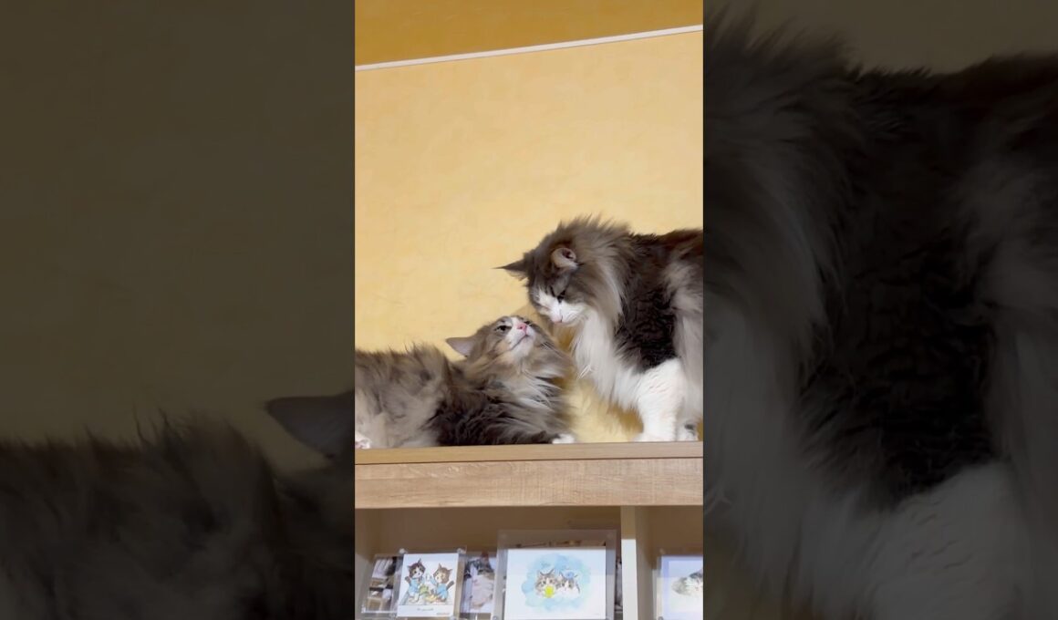 のんびり暮らすもふ猫達❤︎ #ノルウェージャンフォレストキャット #ターキッシュアンゴラ #cat #ねこ #shorts