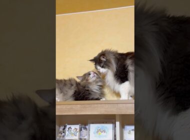 のんびり暮らすもふ猫達❤︎ #ノルウェージャンフォレストキャット #ターキッシュアンゴラ #cat #ねこ #shorts