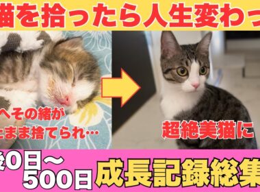 生まれたての子猫を拾ったら人生変わった【生後0日～500日成長記録総集編】