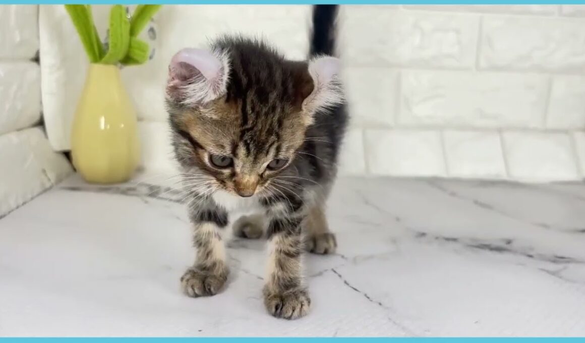 Coo&RIKU　No.00731963 アメリカンカール