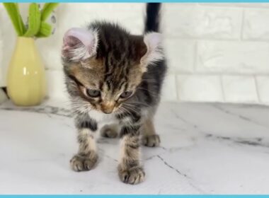 Coo&RIKU　No.00731963 アメリカンカール