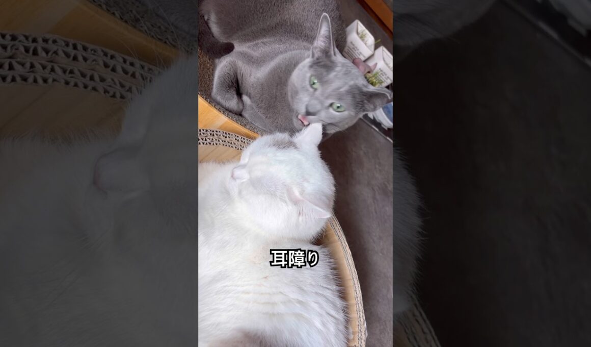 目障り　#ロシアンブルー