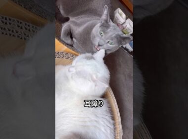 目障り　#ロシアンブルー