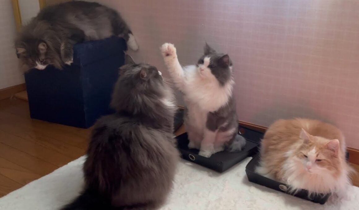 【癒し】仲良くのんびり暮らすもふ猫たち❤︎ノルウェージャンフォレストキャットとターキッシュアンゴラ