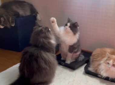 【癒し】仲良くのんびり暮らすもふ猫たち❤︎ノルウェージャンフォレストキャットとターキッシュアンゴラ