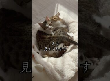 6ヶ月の保護子猫(VSD心室中隔欠損症)の兄妹たちの様子が届きました🐱 #shorts  #子猫動画 #保護子猫