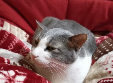 【とら吉】実はアメリカンカールだったｗ！？ #Short