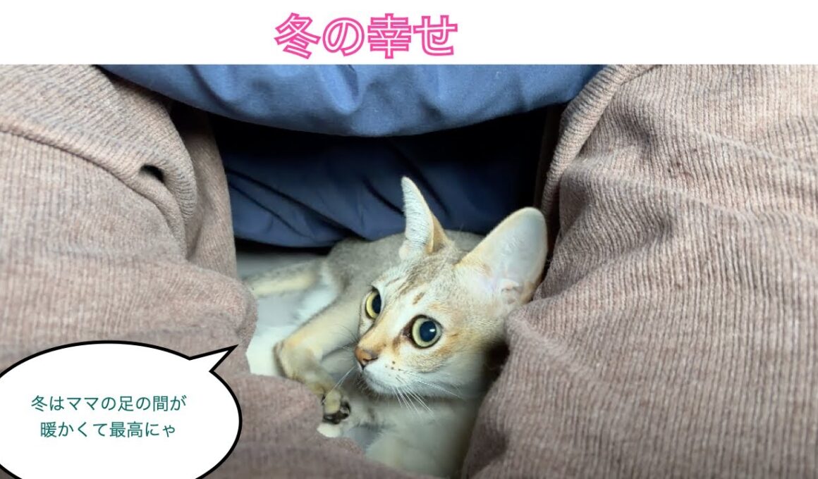 【シンガプーラ】一緒に寝てくれてありがとう💕