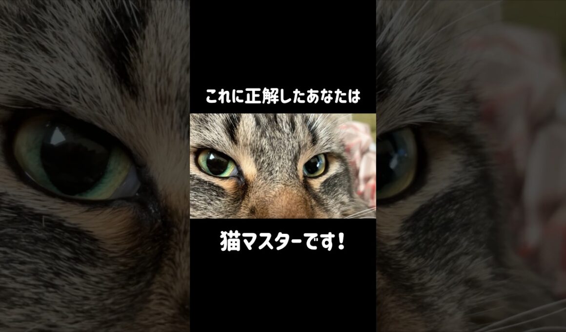 チュールがほしいだけのメインクーン #cat #猫のいる暮らし #ねこのいる生活 #猫好きさんと繋がりたい #shorts