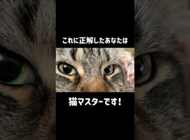 チュールがほしいだけのメインクーン #cat #猫のいる暮らし #ねこのいる生活 #猫好きさんと繋がりたい #shorts