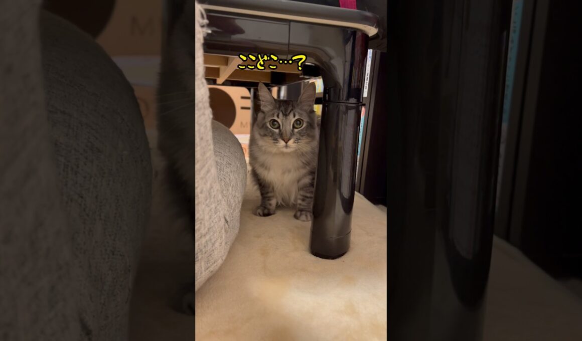 新入り子猫がやって来た！ #かわいい #保護猫