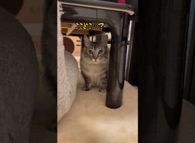 新入り子猫がやって来た！ #かわいい #保護猫