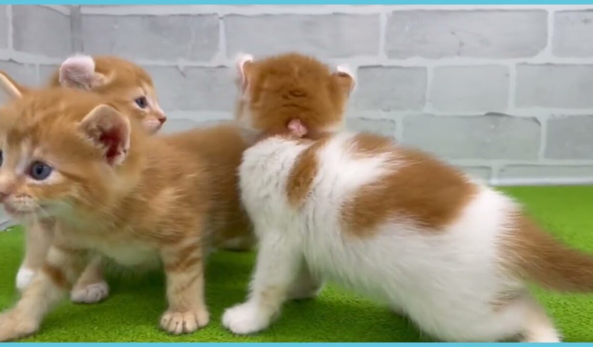 Coo&RIKU　No.00744803 アメリカンカール