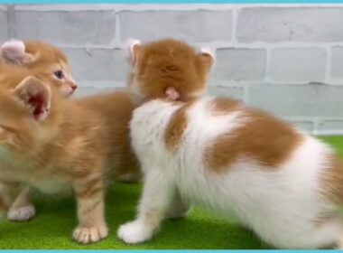 Coo&RIKU　No.00744803 アメリカンカール