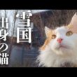メインクーンは寒さに強い猫らしい