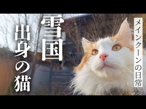 メインクーンは寒さに強い猫らしい