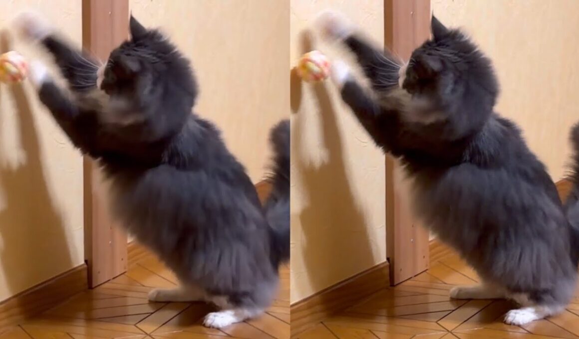 【末っ子❤︎】リズミカルに遊ぶターキッシュアンゴラがカワイイ💃