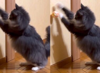 【末っ子❤︎】リズミカルに遊ぶターキッシュアンゴラがカワイイ💃