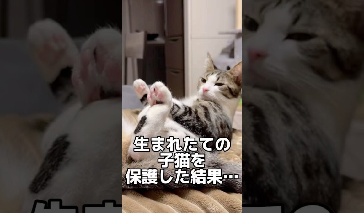 生まれたての子猫を拾った結果 #shorts #子猫 #保護猫 #猫 #捨て猫 #catlovers #kitten
