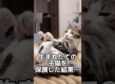 生まれたての子猫を拾った結果 #shorts #子猫 #保護猫 #猫 #捨て猫 #catlovers #kitten