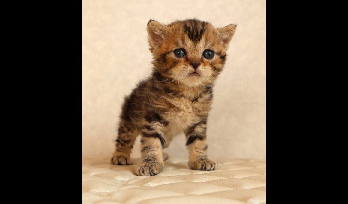 セルカークレックス子猫　Selkirk Rex　2025.12.16産まれ　　ブラウンタビー　巻き毛　男の子　シーダキャット猫のお店