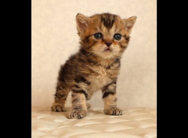 セルカークレックス子猫　Selkirk Rex　2025.12.16産まれ　　ブラウンタビー　巻き毛　男の子　シーダキャット猫のお店