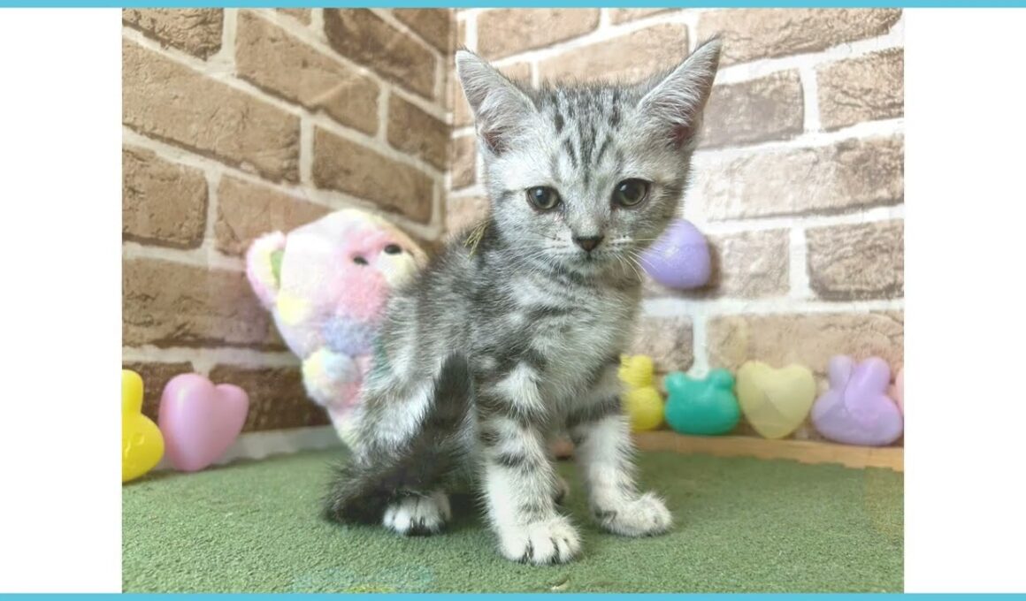 743965 アメリカンショートヘアー