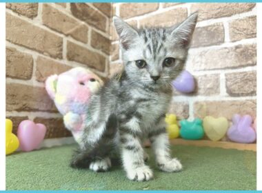 743965 アメリカンショートヘアー