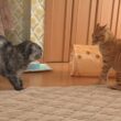 子猫と一緒にはしゃぎ過ぎて母猫に叱られてしまう先住猫