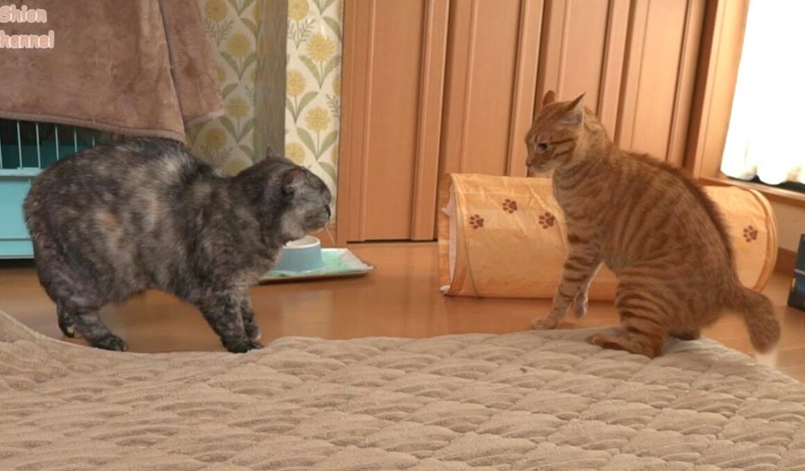 子猫と一緒にはしゃぎ過ぎて母猫に叱られてしまう先住猫