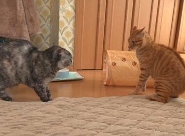 子猫と一緒にはしゃぎ過ぎて母猫に叱られてしまう先住猫